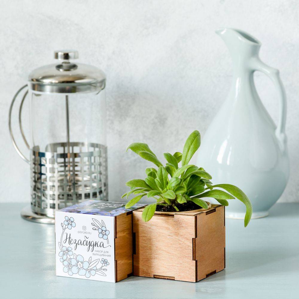 Набор для выращивания «Экокуб Lite», незабудка — изображение 3