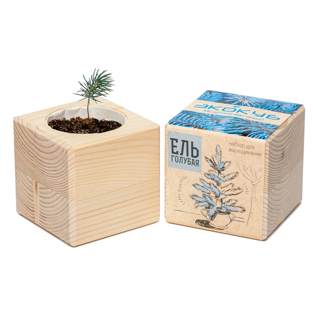 Набор для выращивания «Экокуб», ель голубая — изображение 4