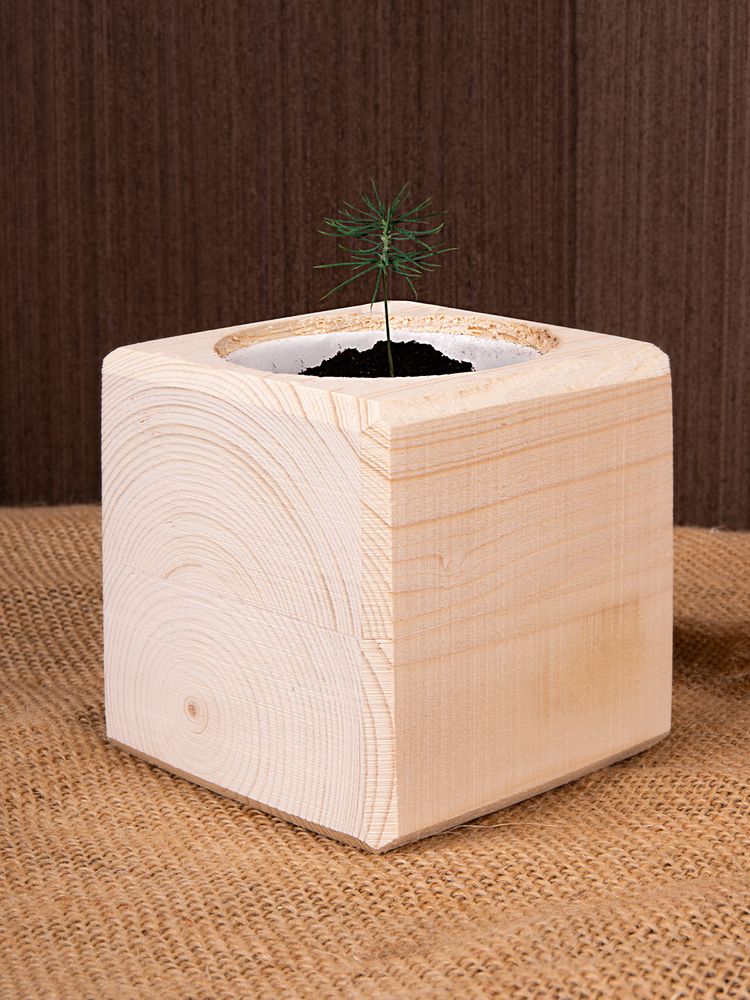 Набор для выращивания «Экокуб», ель голубая — изображение 8